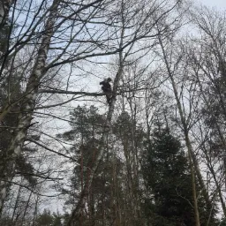 Pracownik w uprzęży na wysokości, przywiązany do strzelistej, nagiej brzozy, wykonuje prace na drzewie w pochmurny dzień. W tle widoczne inne drzewa iglaste i liściaste.