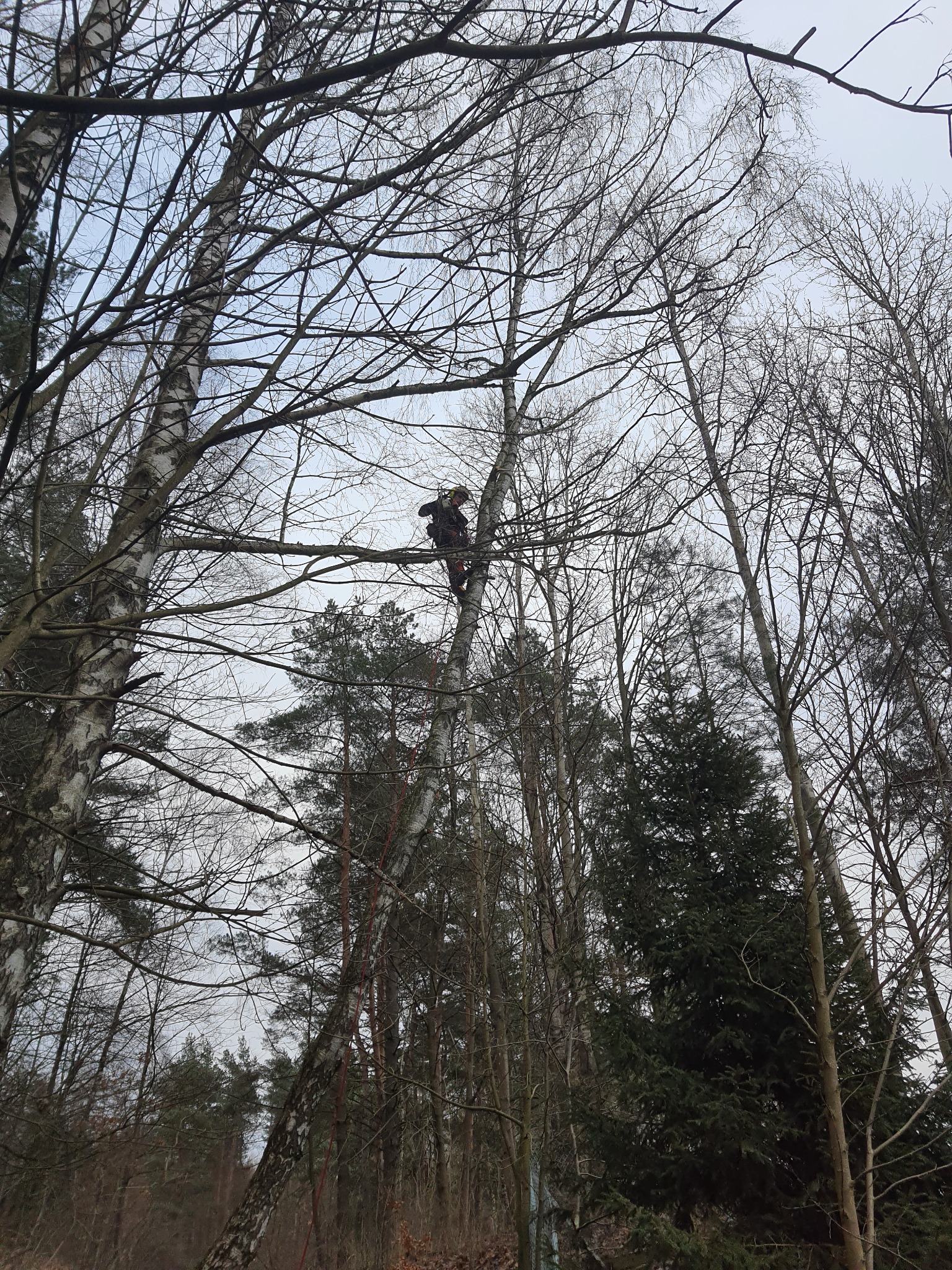 Pracownik w uprzęży na wysokości, przywiązany do strzelistej, nagiej brzozy, wykonuje prace na drzewie w pochmurny dzień. W tle widoczne inne drzewa iglaste i liściaste.
