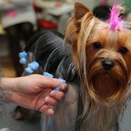 Akcesoria zoologiczne Kościan 1