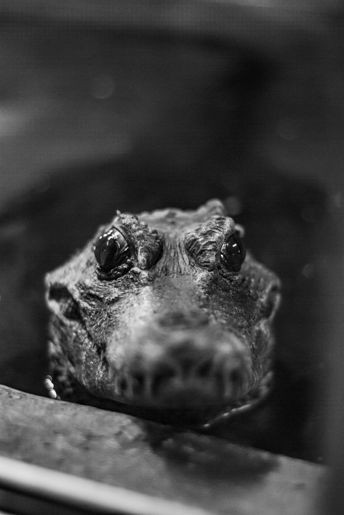 Czarno-białe zbliżenie głowy kajmana w wodzie, wykonane we Wrocławiu, z widocznymi detalami skóry i odbiciami światła w oczach.