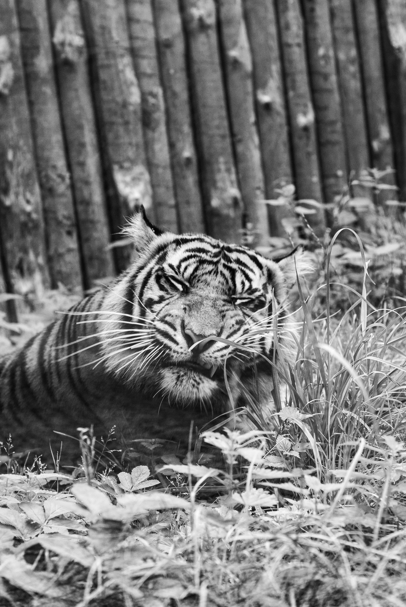 Czarno-białe zdjęcie tygrysa sumatrzańskiego leżącego w trawie przed drewnianym płotem, z językiem wystającym z pyska.