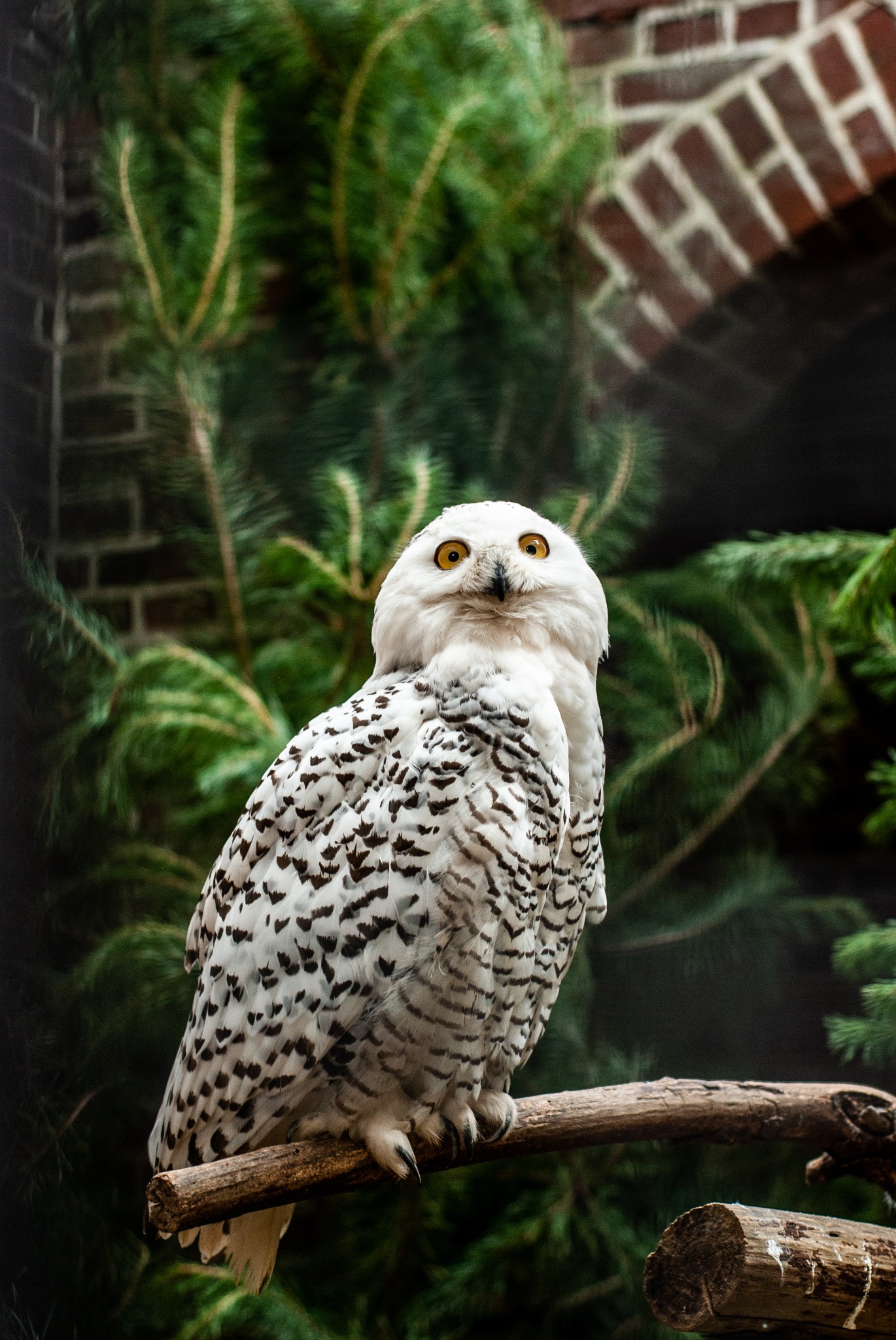 Biała sowa śnieżna z żółtymi oczami siedzi na gałęzi na tle zielonych gałęzi i ceglanej ściany.