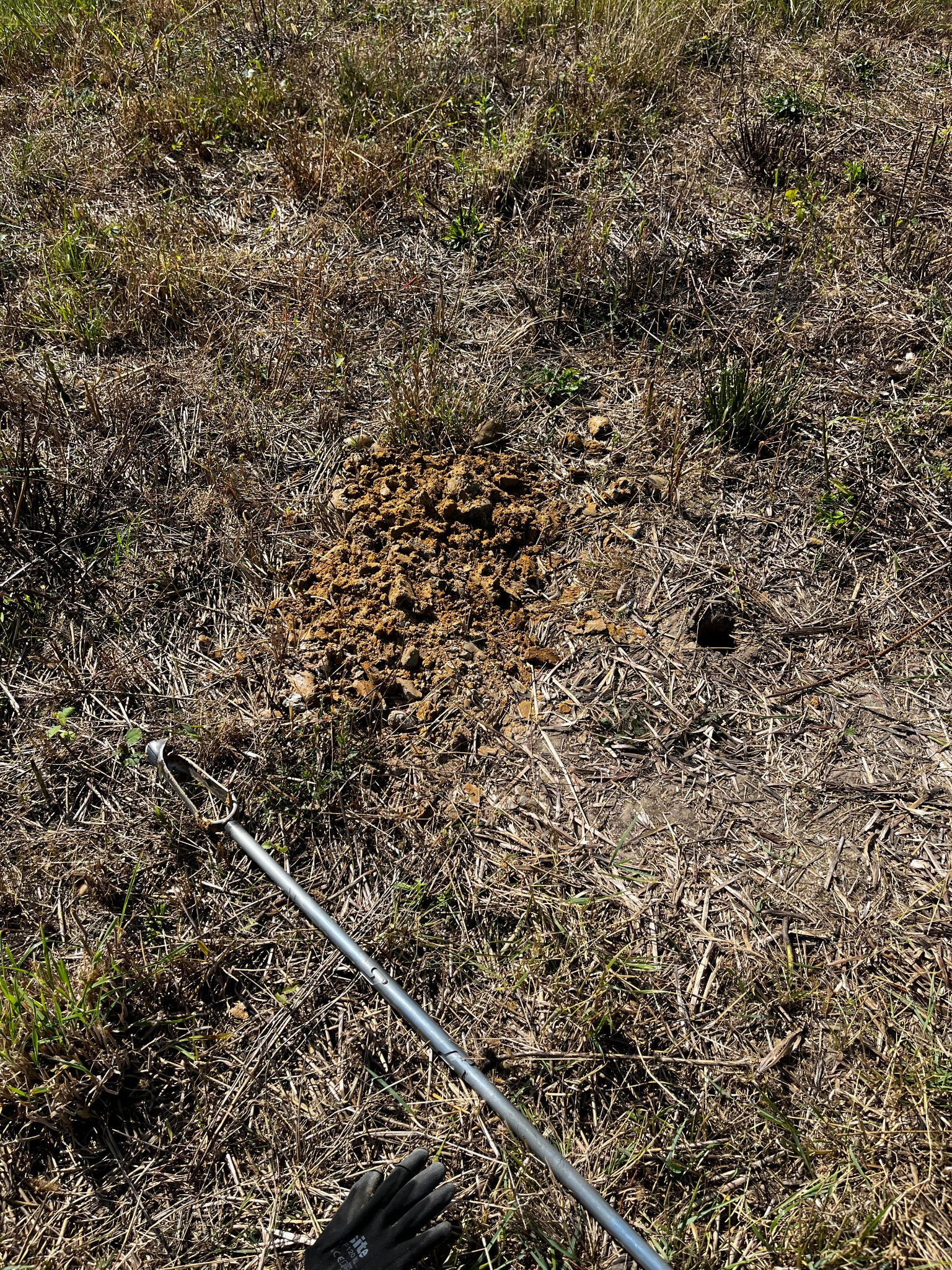 Świeżo wykopana próbka gleby na polu, widoczny świder glebowy i rękawica robocza.
