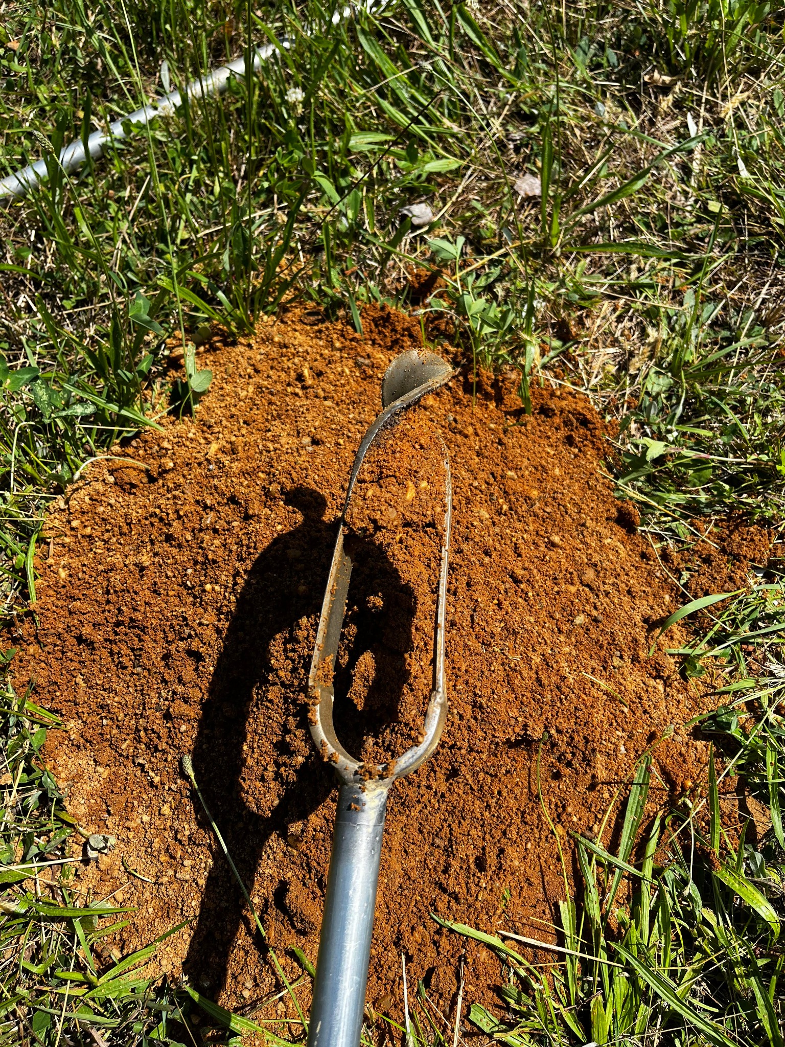 Metalowa sonda glebowa wbita w świeżo wykopaną, rudą ziemię na trawniku.