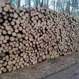 Stos świeżo ściętych, okrągłych bali drewna ułożonych jeden na drugim, z widocznymi śladami opon na ziemi i lasem w tle.