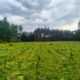 Świeżo skoszone pole z młodymi drzewkami i lasem w tle pod pochmurnym niebem.