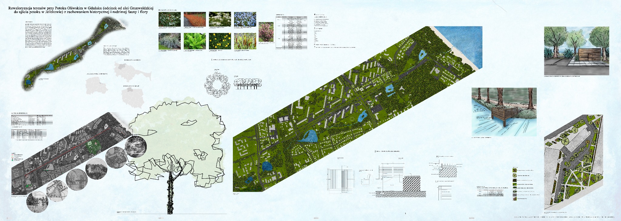 Plansza projektowa prezentująca koncepcję rewaloryzacji terenów zielonych wzdłuż Potoku Oliwskiego w Gdańsku, zawierająca mapy, wizualizacje, przekroje i opisy roślinności.