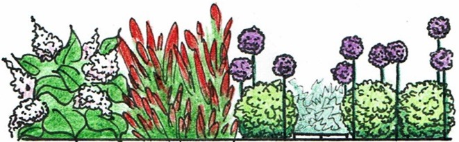 Kolorowy szkic rabaty kwiatowej z kwitnącymi krzewami, czerwonymi trawami ozdobnymi i kulistymi kwiatostanami czosnku ozdobnego.
