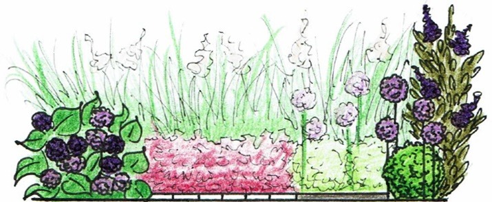 Szkic koncepcyjny rabaty kwiatowej z różnorodnymi gatunkami roślin, w tym kulistymi kwiatami, wysokimi trawami i krzewami o ciemnych owocach, przedstawiony w perspektywie frontalnej.