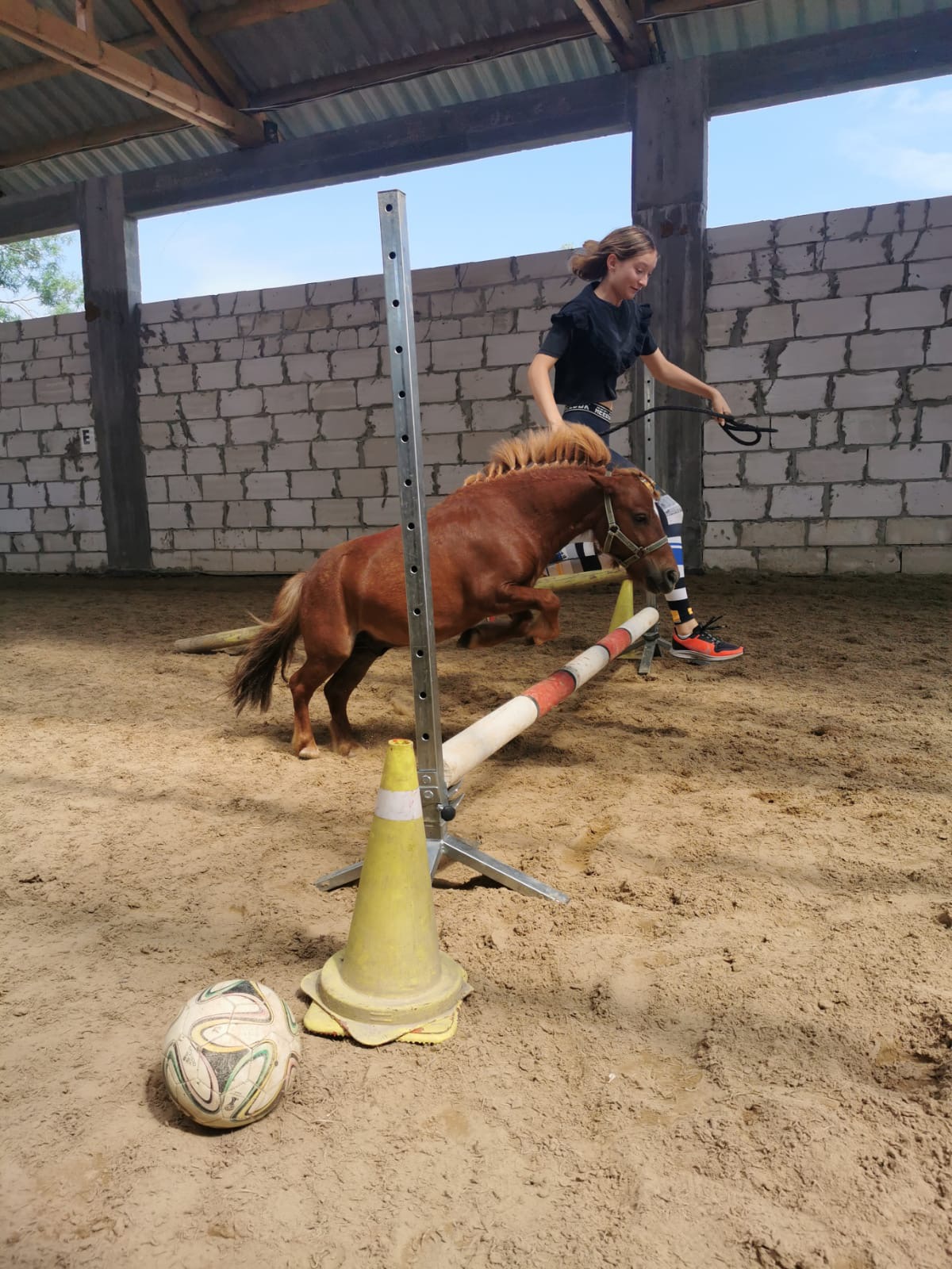 Młoda kobieta prowadzi szetlanda przez przeszkodę z tyczką w krytej ujeżdżalni; piłka nożna i pachołek leżą w piasku w tle ściana z betonowych pustaków.