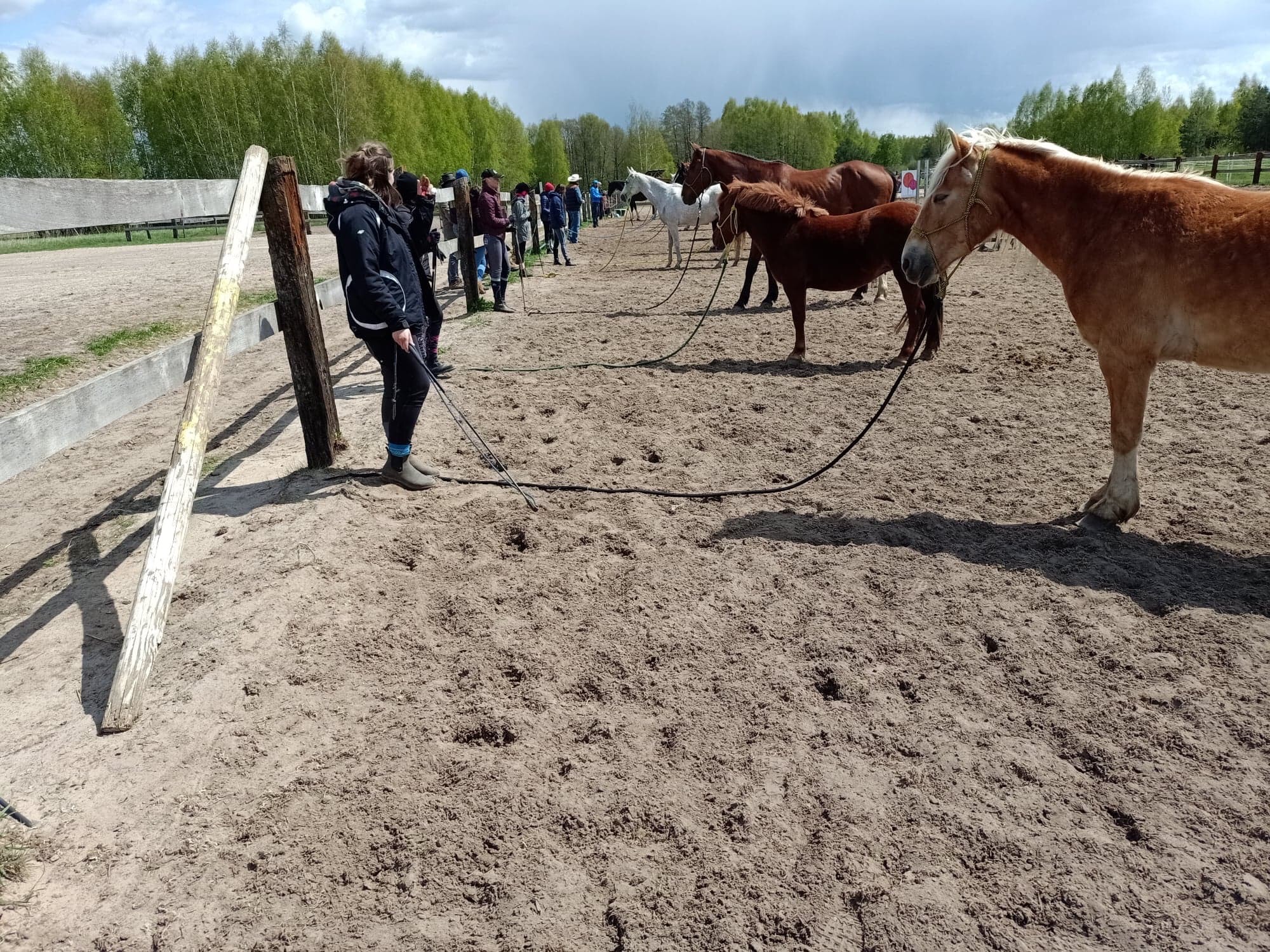 Grupa osób obserwuje konie różnych maści stojące na piaszczystym padoku, przywiązane do liny, w tle widoczny las i błękitne niebo z chmurami.