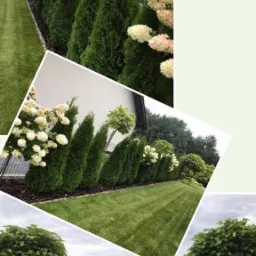 Ujęcie na wypielęgnowany ogród z równo przystrzyżonym trawnikiem, rzędem wysokich, stożkowych iglaków oraz kwitnącymi hortensjami wzdłuż ogrodzenia, dodatkowo widoczne ozdobne drzewa z kulistymi...