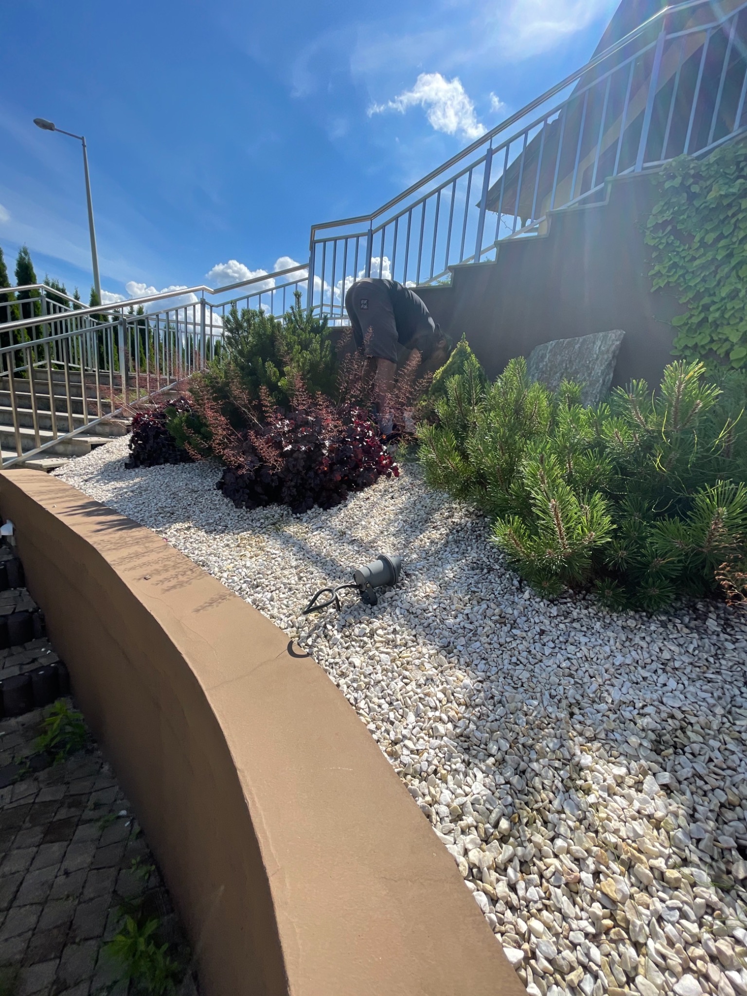 Osoba pielęgnuje rośliny na skalniaku z białych kamieni, widoczne iglaki, krzewy o purpurowych liściach, kamień dekoracyjny, schody z metalową barierką i fragment budynku z bluszczem w tle.