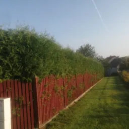 Długi, drewniany płot pomalowany na czerwono, częściowo porośnięty zielonymi pnączami, z gęstym żywopłotem z tui powyżej, biegnący wzdłuż trawnika w kierunku domu w oddali.