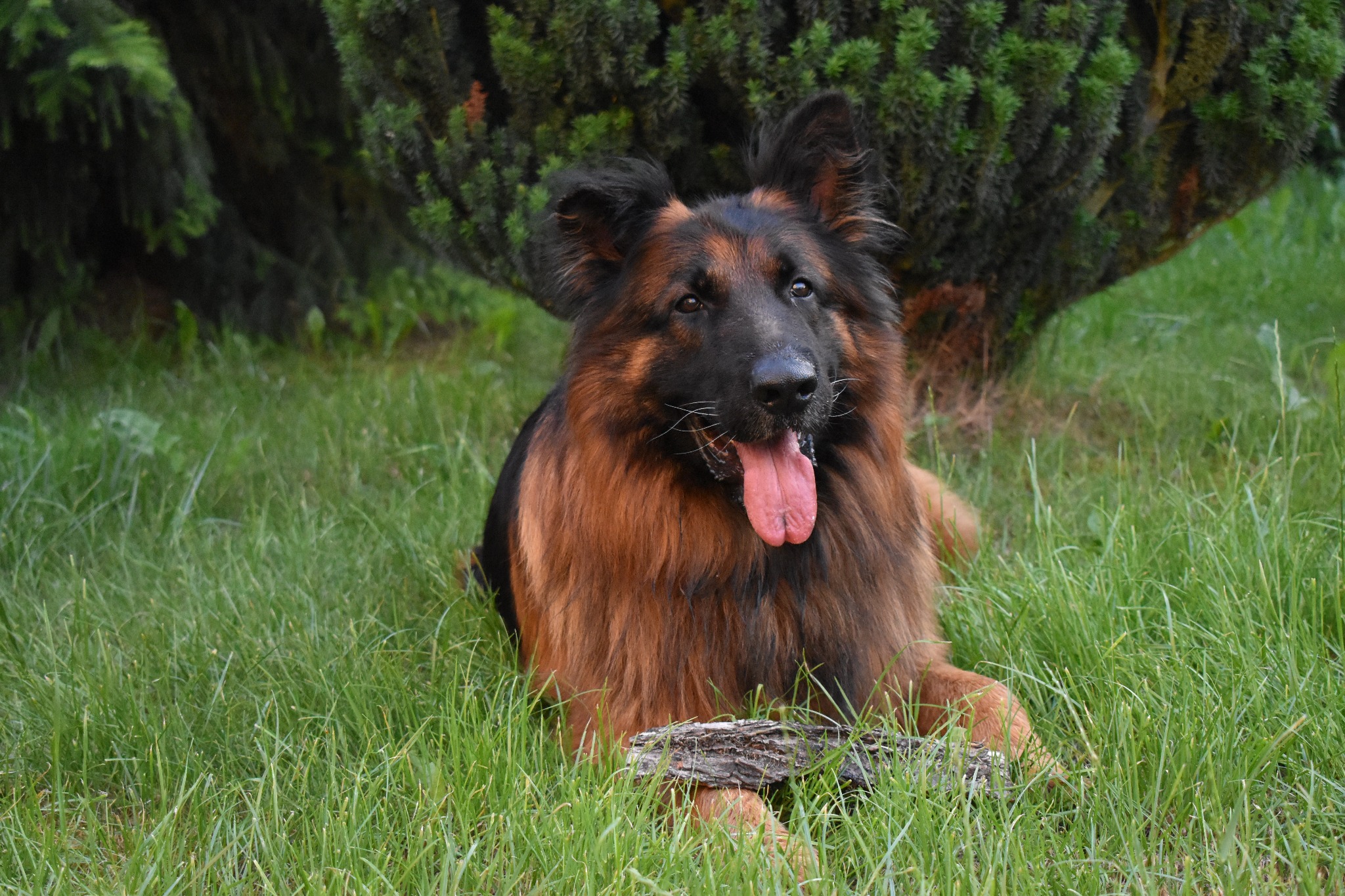 Długowłosy owczarek niemiecki z wywieszonym językiem leży na trawie, opierając łapy na kawałku drewna, z krzewem w tle.