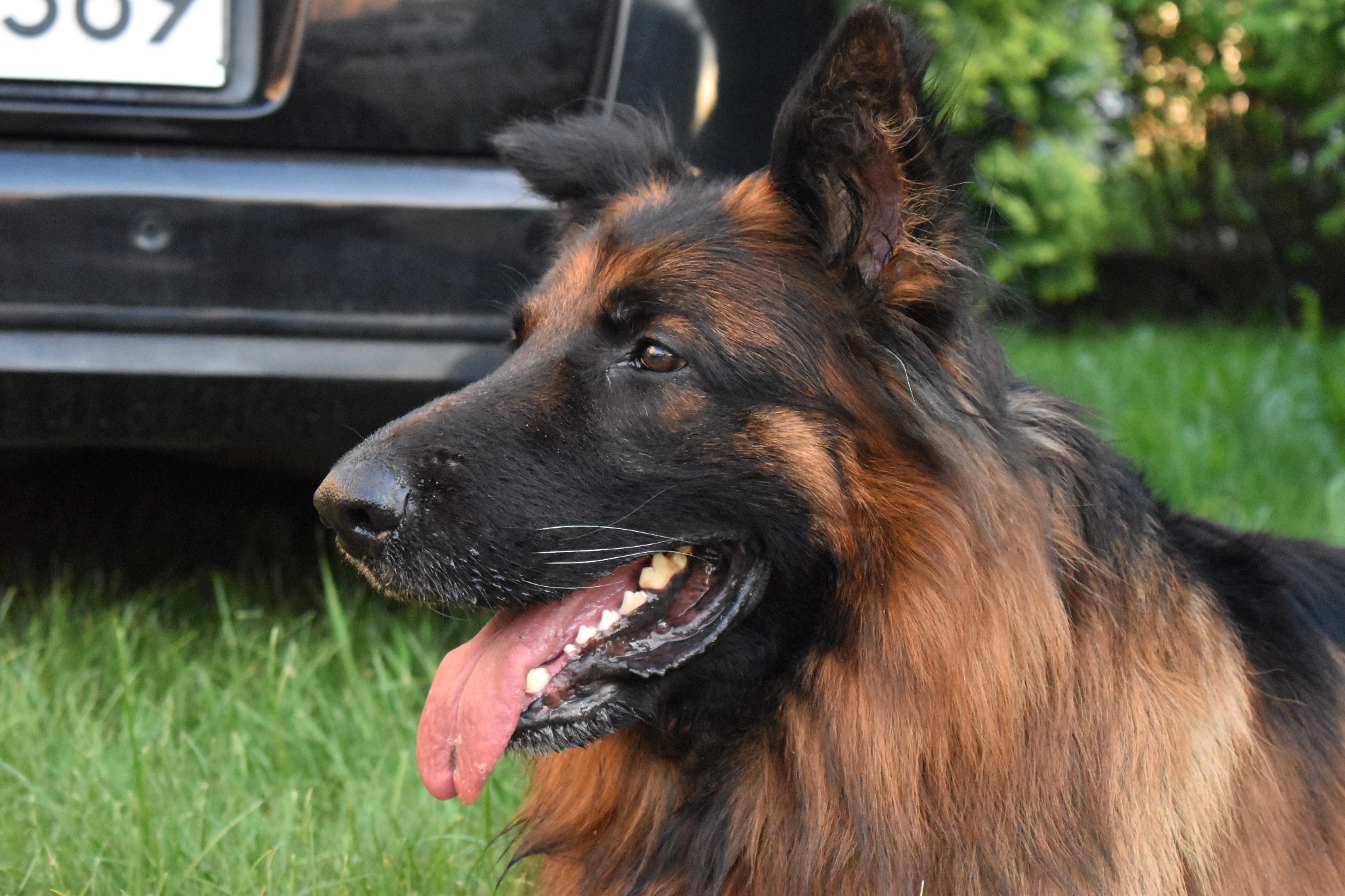 Profil owczarka niemieckiego długowłosego z otwartym pyskiem i widocznym językiem, na tle trawy i fragmentu czarnego samochodu.