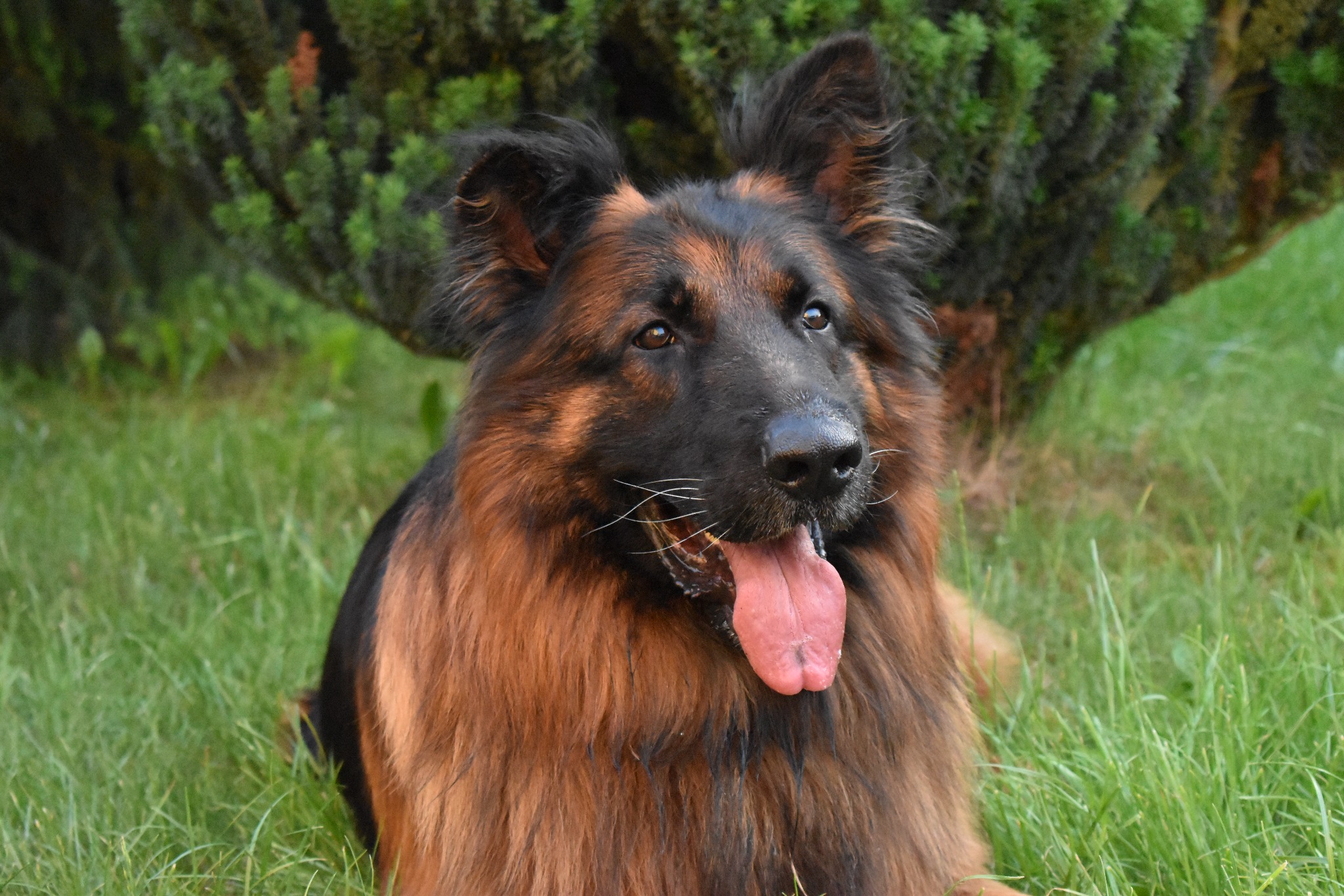 Portret owczarka niemieckiego długowłosego z wywieszonym językiem, leżącego na trawie z krzakiem w tle.