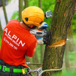 ALPIN - Wycinanie Drzew Dębica