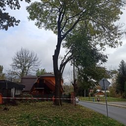 Wycinka drzew Dębica 4