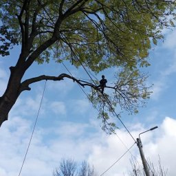 ALPIN - Arborysta zabezpieczony linami siedzi na gałęzi drzewa na tle błękitnego nieba z chmurami, obok widoczna latarnia uliczna.