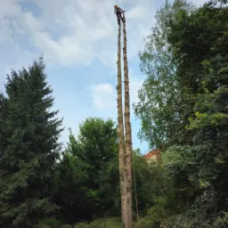 Arborysta na wysokości, przywiązany do dwóch wysokich pni drzew po wycince gałęzi, lina asekuracyjna, widok z dołu na tle zieleni i błękitnego nieba z chmurami.