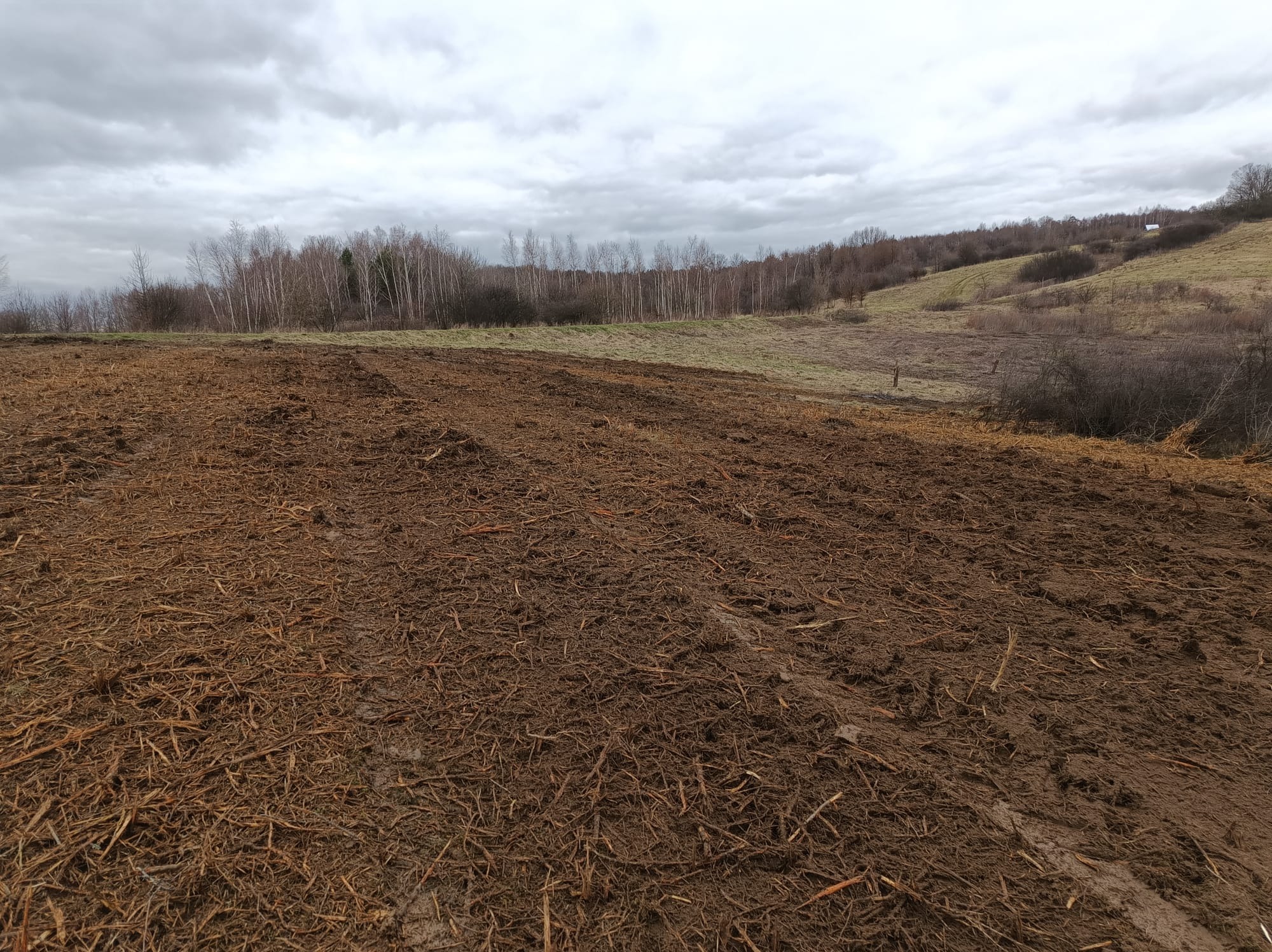 Pole po karczowaniu drzew, widoczne ślady po maszynach, w tle las i pochmurne niebo.