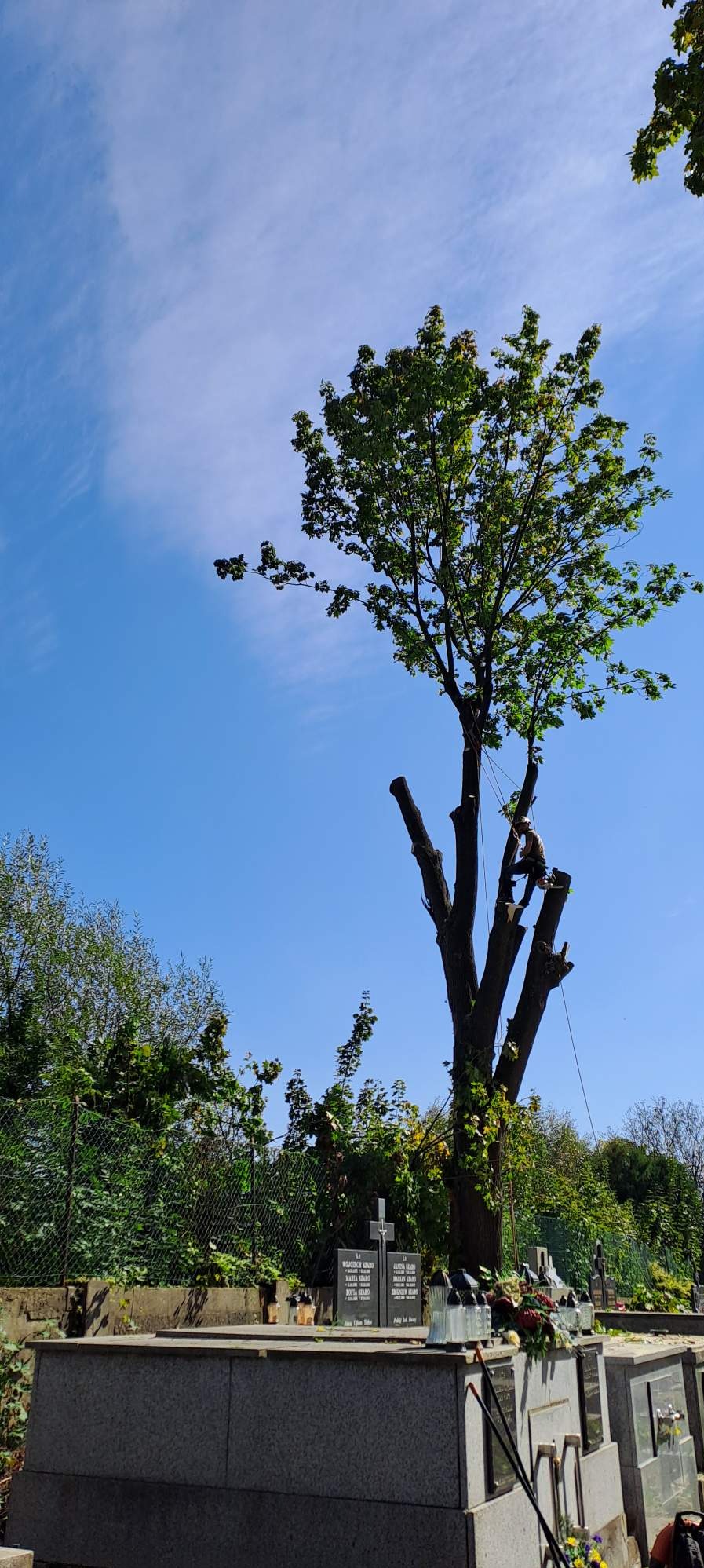 Arborysta w uprzęży tnie drzewo z pozostałymi zielonymi liśćmi na cmentarzu, widoczne nagrobki i błękitne niebo.