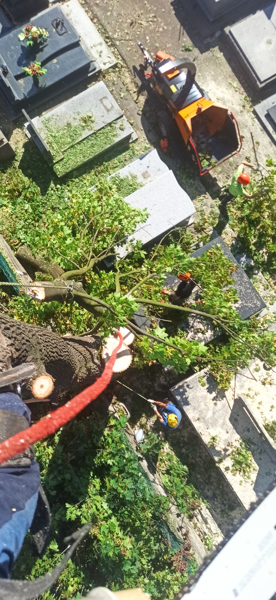 Widok z góry na ekipę podczas usuwania gałęzi drzewa na cmentarzu, w tle nagrobki i maszyna do rozdrabniania gałęzi.