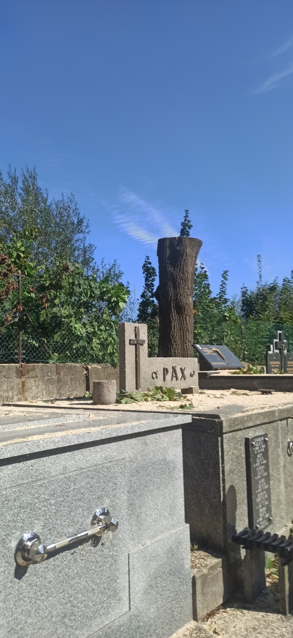 Kikut drzewa na cmentarzu, po obcięciu gałęzi, z widocznymi trocinami na nagrobkach w słoneczny dzień.