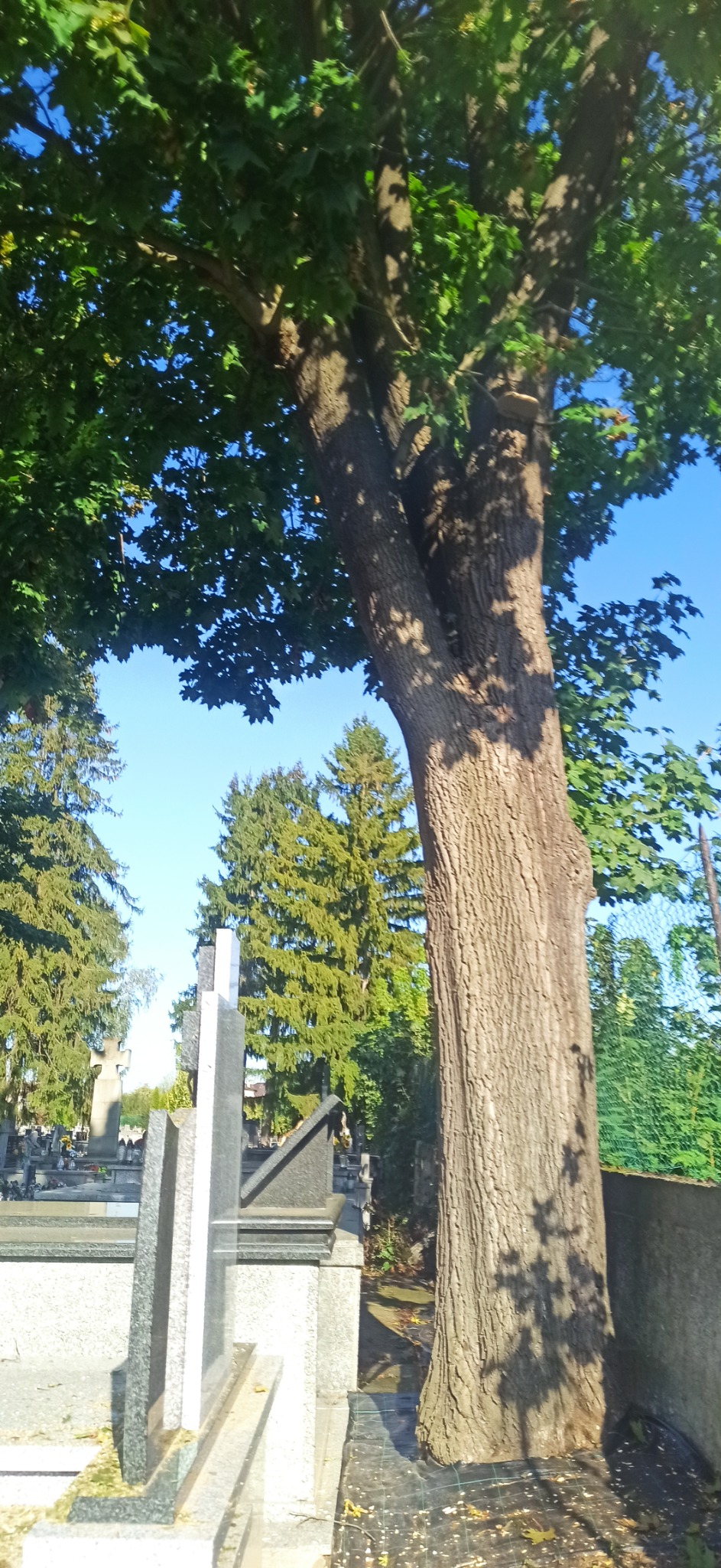 Wysoki, rozłożysty dąb rosnący na cmentarzu w Dębicy, z nagrobkami widocznymi w tle.