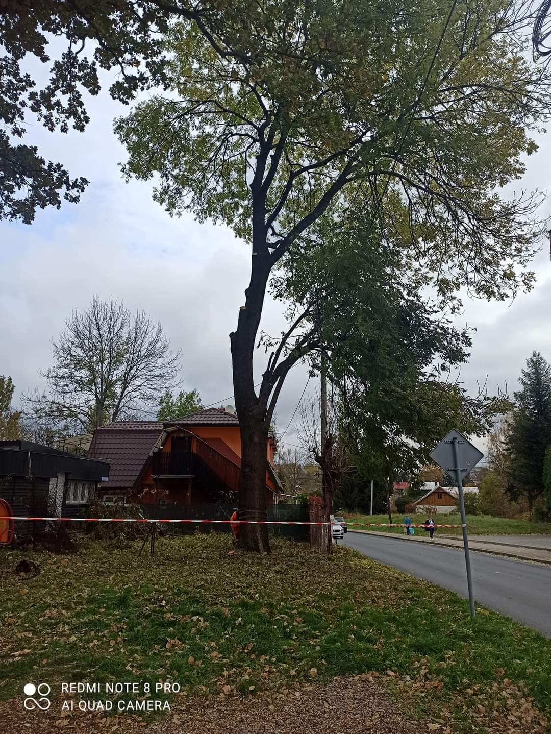 Wysokie drzewo po częściowej redukcji korony, zabezpieczone taśmą ostrzegawczą na tle jesiennego krajobrazu z domem i ulicą.