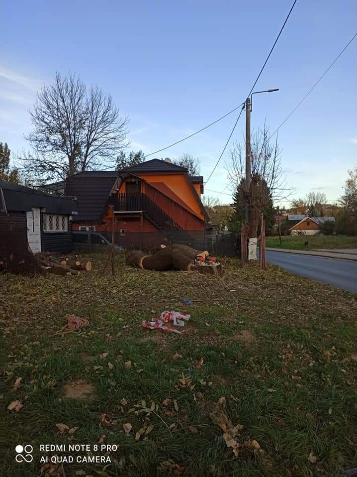 Kłoda drzewa po wycince leżąca na trawie, obok pień z piłą łańcuchową, w tle zabudowania mieszkalne i słup elektryczny.