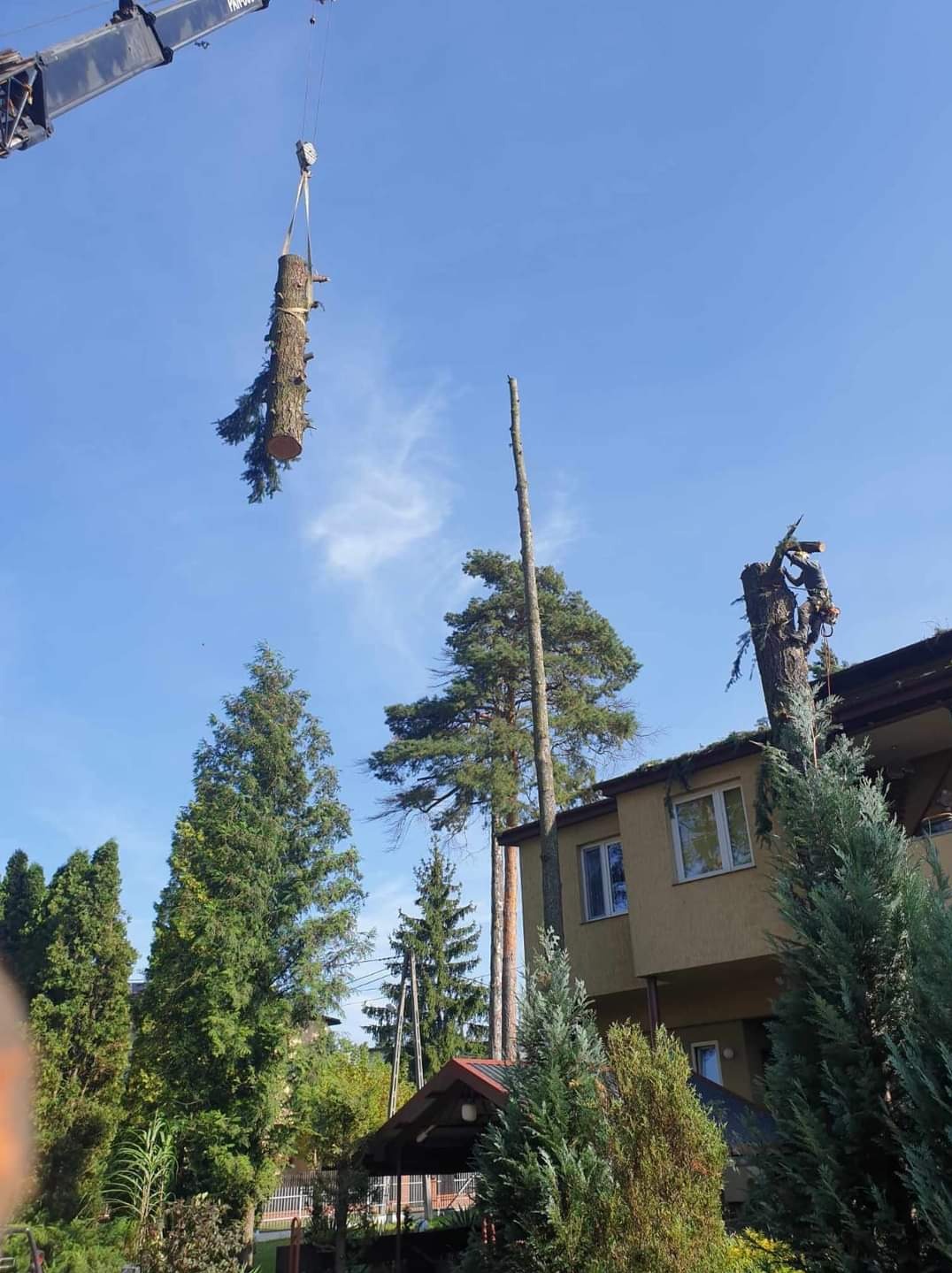 Fragment pnia drzewa sosnowego uniesiony przez dźwig na tle błękitnego nieba, w tle budynek z zielonym dachem i częściowo obcięte drzewa.