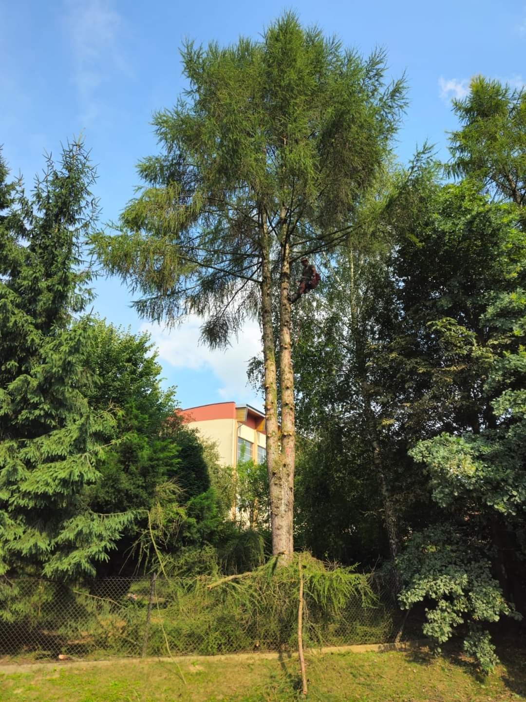 Arborysta w uprzęży, w trakcie pracy na wysokim drzewie iglastym, widoczne obcięte gałęzie u podstawy pnia, w tle budynek.