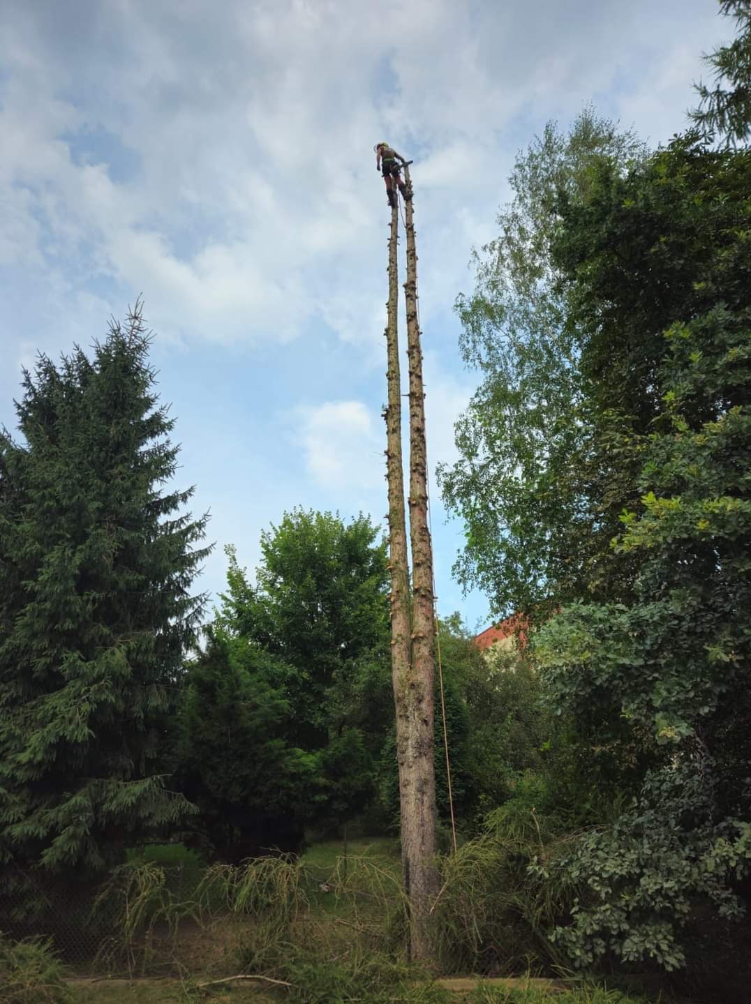 Arborysta na wysokości, przywiązany do dwóch wysokich pni drzew po wycince gałęzi, lina asekuracyjna, widok z dołu na tle zieleni i błękitnego nieba z chmurami.