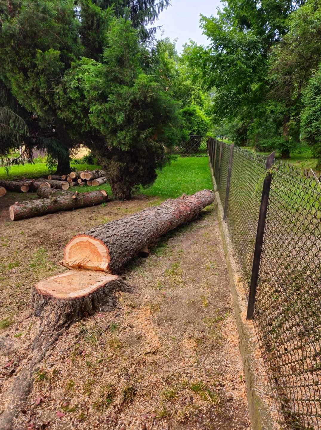 Ścięty pień drzewa z odciętym fragmentem pnia leżącym obok, w tle stos pociętych kloców i siatka ogrodzeniowa.