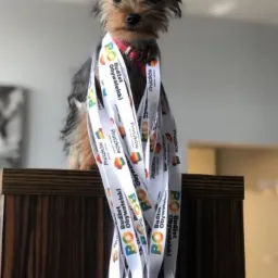 Yorkshire terrier z zawieszkami na szyi z napisem Budżet Obywatelski Pruszków, siedzący na ciemnobrązowej szafce