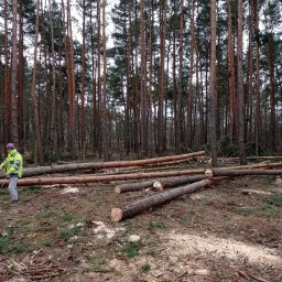 GREEN POINT - Profesjonalne Ścinanie Drzew Wołomin