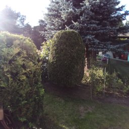 GREEN POINT - Formowane krzewy w ogrodzie przydomowym, widoczna tuja kolumnowa i świerk srebrny, trawnik z fragmentami ziemi, węże ogrodowe w lewym dolnym rogu.