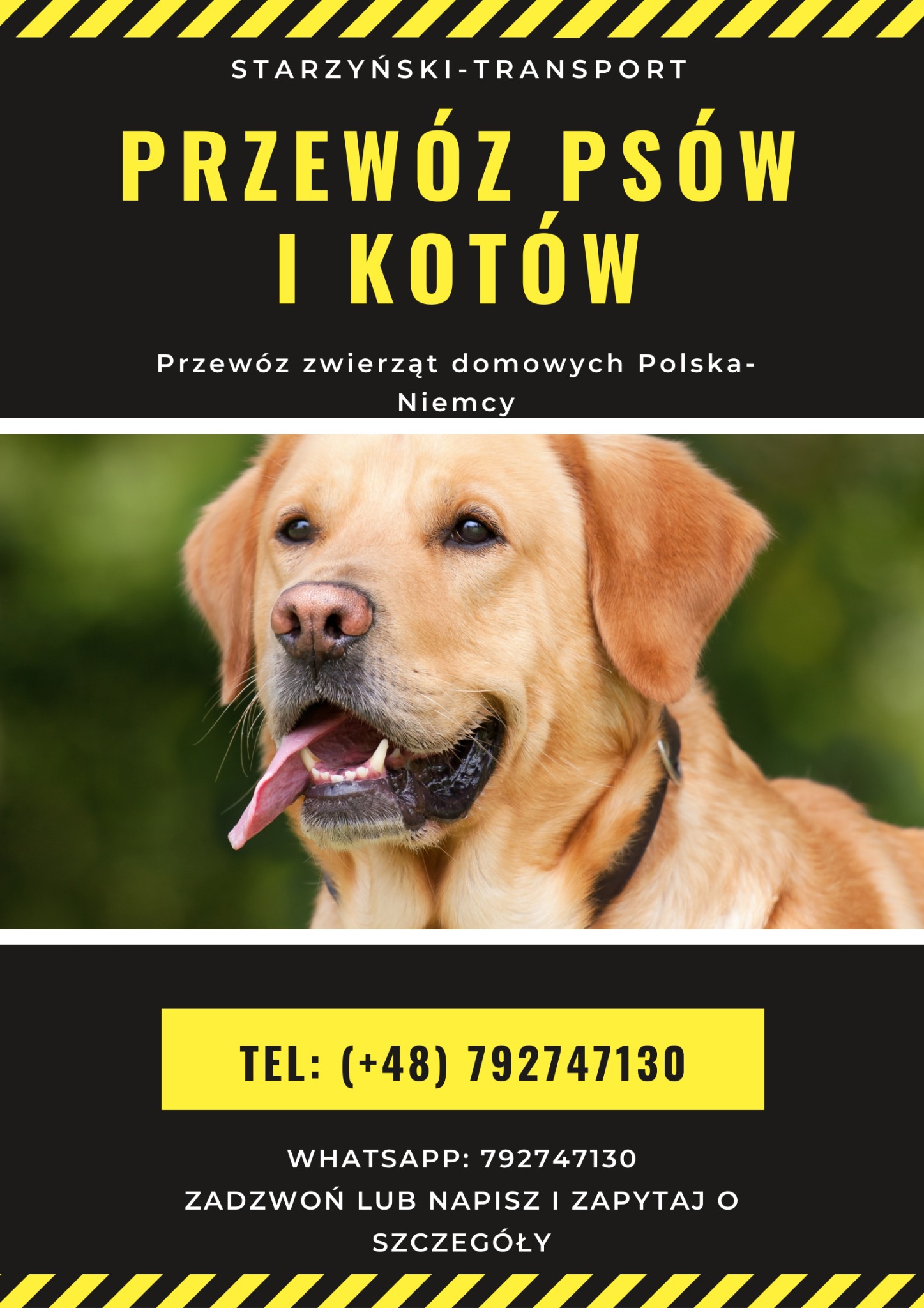 Ogłoszenie firmy transportowej Starzyński-Transport oferującej przewóz psów i kotów z Polski do Niemiec, z portretem golden retrievera z wywieszonym językiem.
