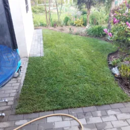 Świeżo ułożona trawa z rolki przylegająca do kostki brukowej i trampoliny, z widocznym ogrodem w tle z kwitnącą magnolią.