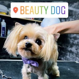 Fryzjer dla zwierząt Beauty Dog - Salon Kosmetyczny Jastrzębie-Zdrój