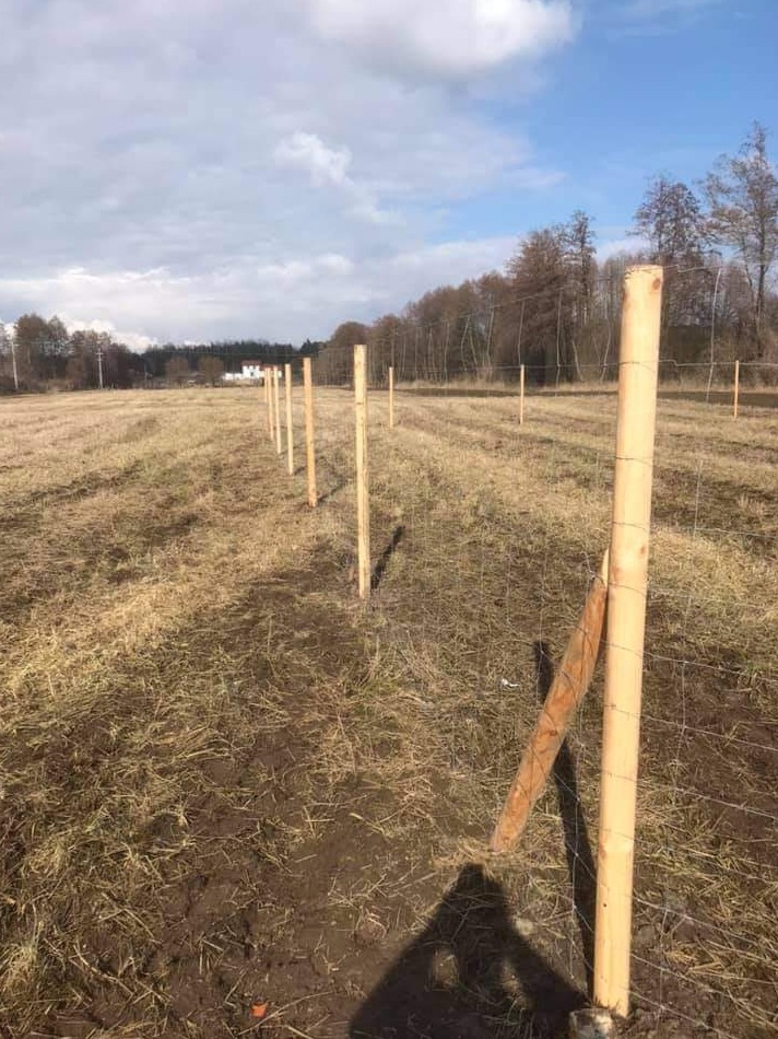 Montaż ogrodzenia z siatki: widoczne drewniane słupki i rozciągnięta siatka na polu, w tle drzewa i dom.