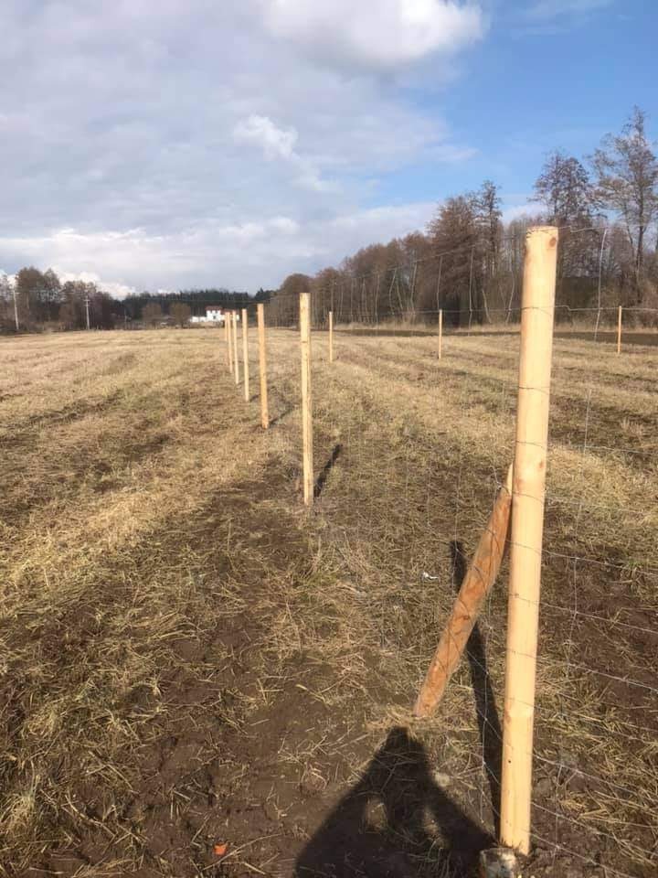 Montaż siatki ogrodzeniowej na drewnianych słupkach na polu, widoczny cień osoby wykonującej pracę.