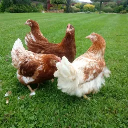 Cztery kury rasy Rhode Island Red na zielonym trawniku z drzewami w tle, widoczne pióra na trawie.