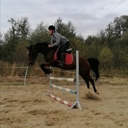 Stadniny i jazda konna Warszawa 4