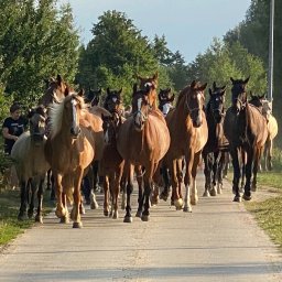 Stadniny i jazda konna Ustka 1