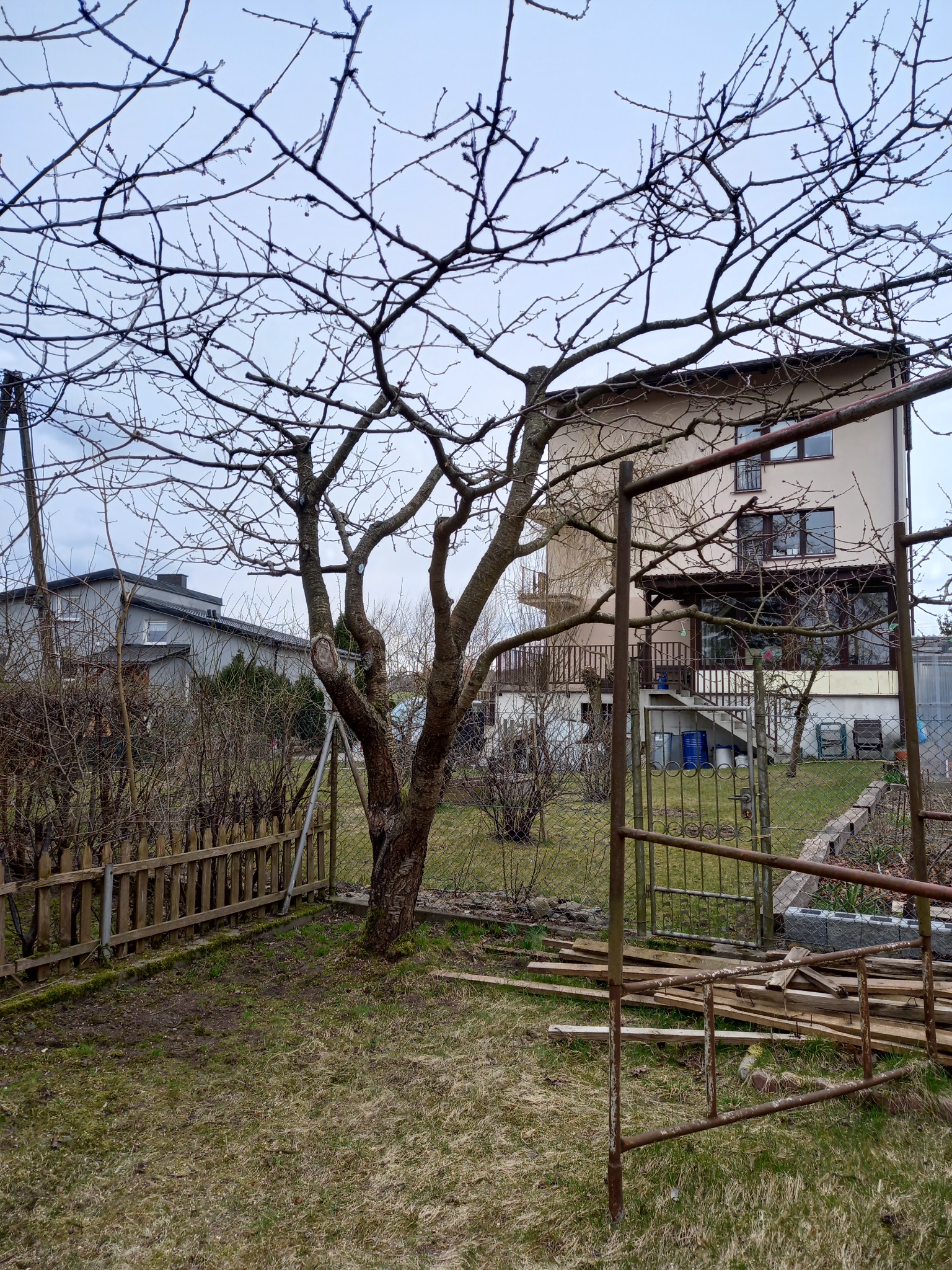 Ogród z drzewem owocowym po przycince, widoczne ślady cięcia gałęzi, w tle dom jednorodzinny i elementy ogrodzenia oraz składowane deski.