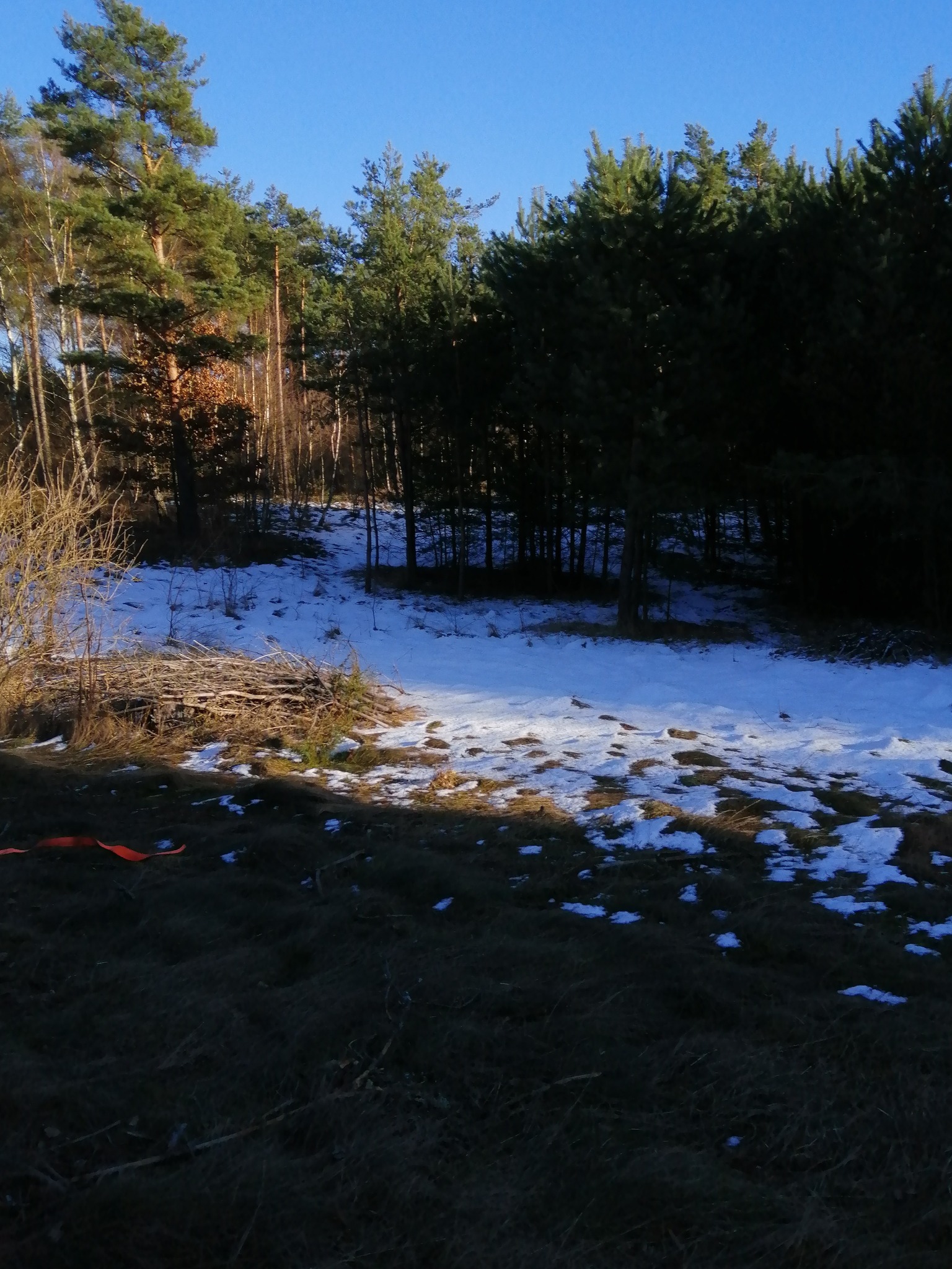 Działka przed rozpoczęciem wycinki