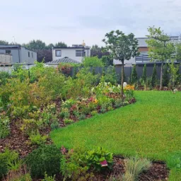 Ogród w Katowicach z równo przystrzyżonym trawnikiem, rabatami kwiatowymi i drzewami ozdobnymi wzdłuż ogrodzenia. Kora rozsypana na rabatach. W tle zabudowa jednorodzinna.